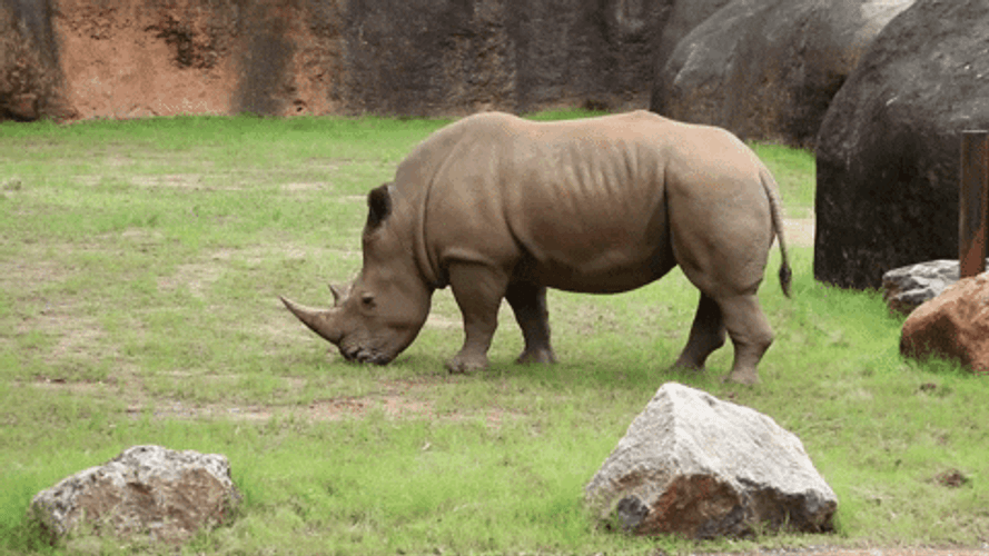 Black Rhinoceros Animal GIF