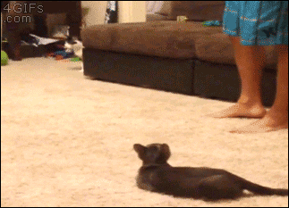 Black Scared Cat Spider Prank GIF
