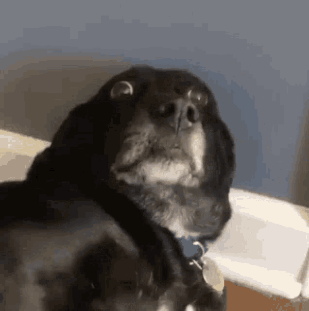 Black Scared Dog Stare GIF