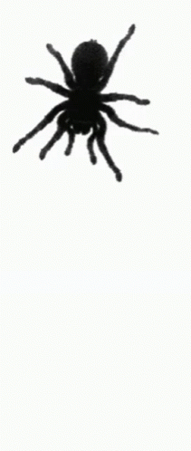Black Scary Spider Crawling GIF