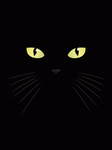 Black Screen Black Cat GIF