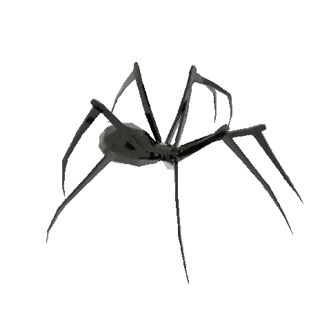 Black Spider Crawling