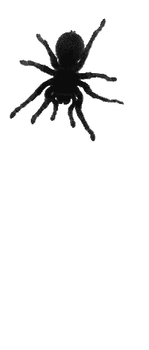 Black Spider Crawling