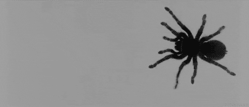 Black Spider Insect GIF