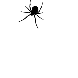 Black Spider Sitting
