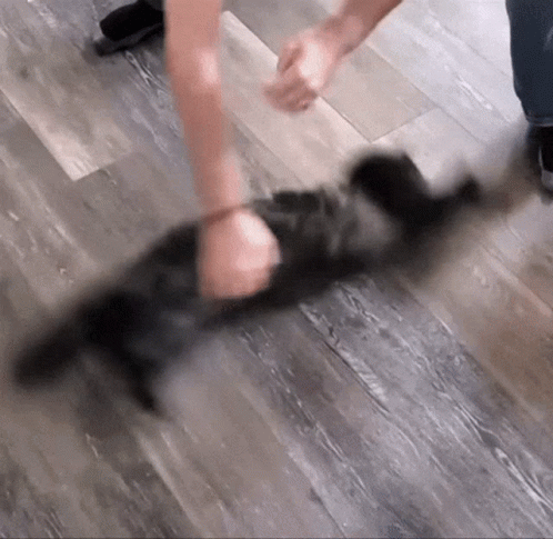 Black Spinning Cat On The Floor GIF