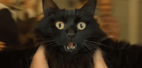 Black Spinning Cat Wide Eyes Open Mouth GIF