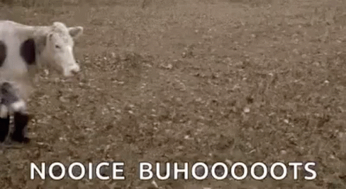 Black Spotted Cow Walking GIF