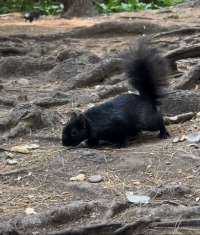 Black Squirrel Walking