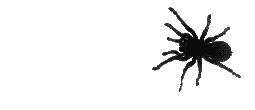 Black Tarantula Crawling