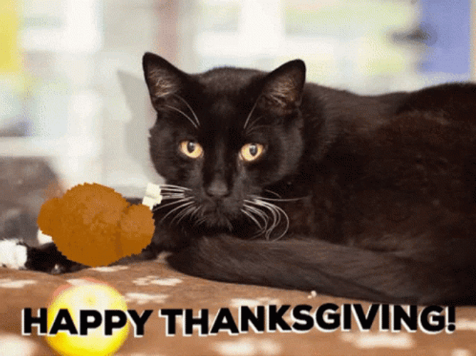 Black Thanksgiving Cat Staring GIF