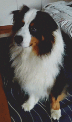 Black White and Brown Dog Laying on Blue Rug