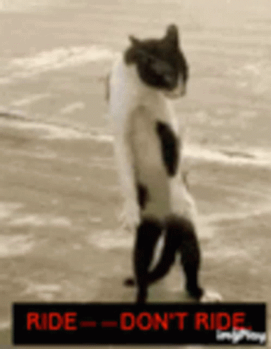 Black White Cat Ride - Don 'T Ride GIF
