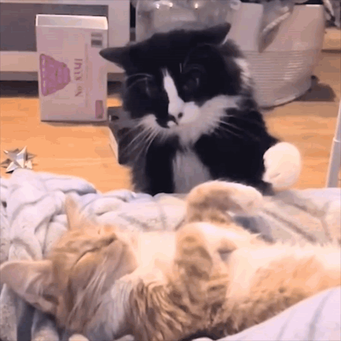 Black White Cat With Cat No 8 Box