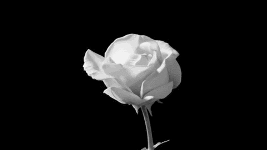 Black White Rose Bloom GIF