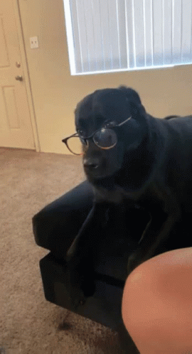 Black With Eyeglass Confused Dog GIF