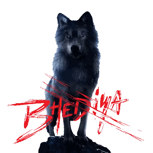 Black Wolf Standing on Rock with Bhadra