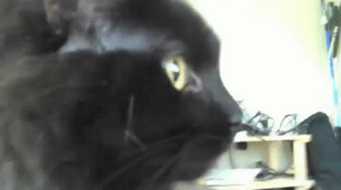 Black Yawn Hissing Cat GIF