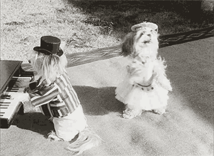 Blackand White Dancing Dog Party GIF