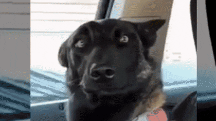 Blank Stare Funny Battle GIF