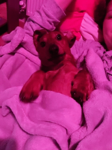 Blanket Sleeping Wiener Dog GIF