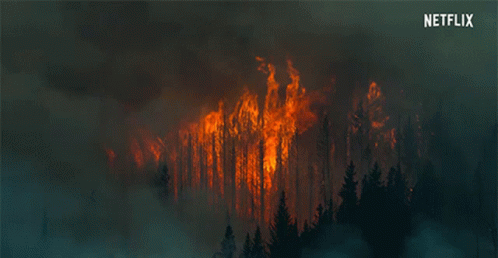 Blazing Wildfire Visible In Hazy Forest. GIF