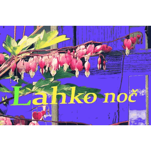 Bleeding Heart Flowers with Lahko Noc
