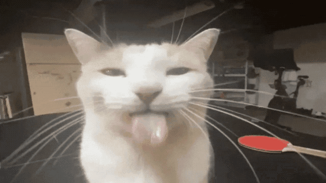 Bleh Bleh Cat Gif GIF