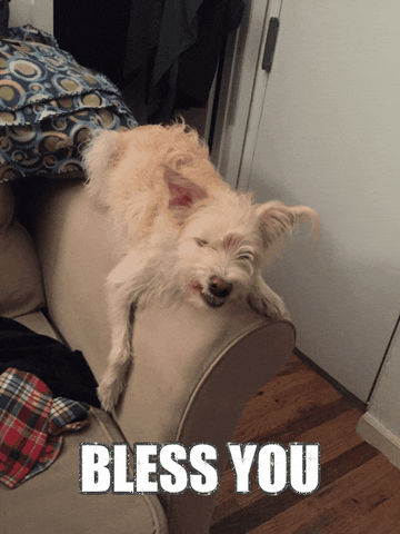 Bless You Adorable Dog Reaction GIF
