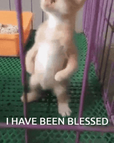 Kitten I Have Been Blessed GIF