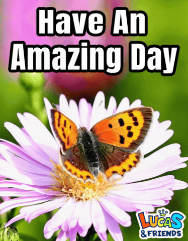 Blessed Day Butterfly On Pale Lavander Daisy GIF