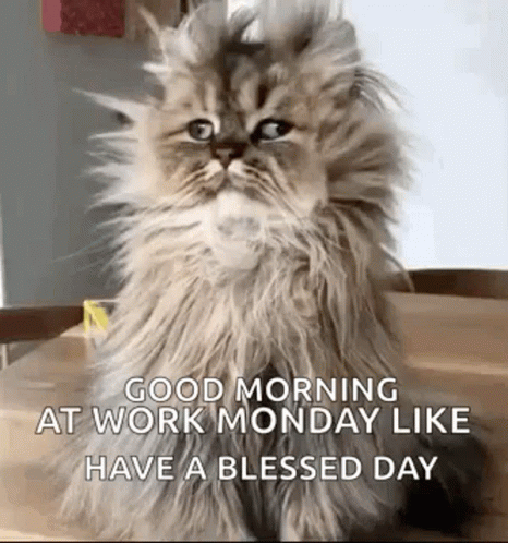 Blessed Monday Stressed Cat GIF