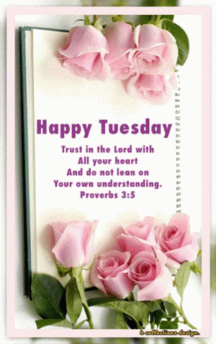 Blessed Tuesday Pink Rose Blossoms GIF