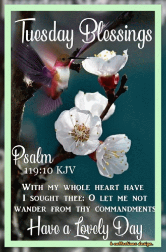 Blessed Tuesday White Flowers Bible Verse GIF