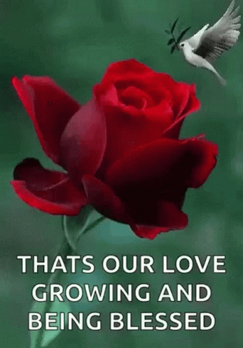 Blessed Wednesday Flying Bird GIF