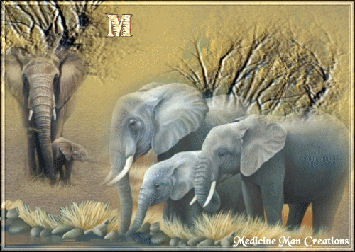 Blessings Elephants Graphics GIF