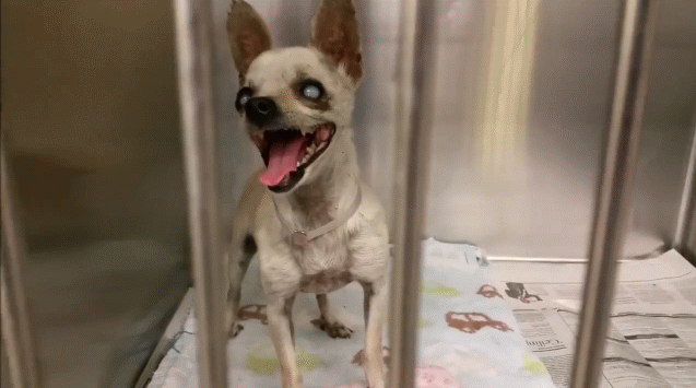 Blind Dog Chihuahua Smile GIF