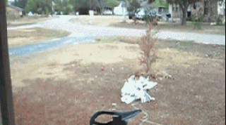 Blind Dog Jumping Tangled GIF