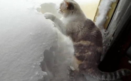 Blizzard Aftermath Cat Plowing Snow GIF