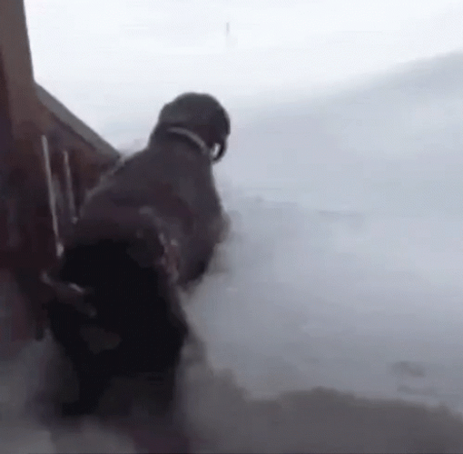 Blizzard Dog Drowning In Snow Fail GIF