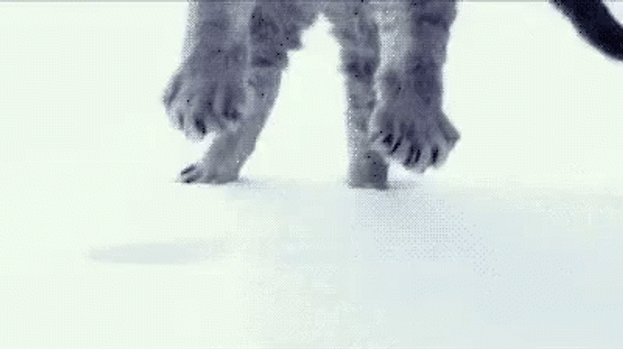 Blizzard Kitty Jumping Deep Snow GIF
