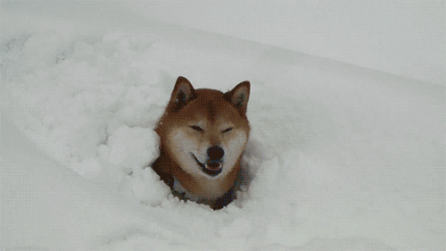 Blizzard Shiba Inu Fetching Ball In Snow GIF