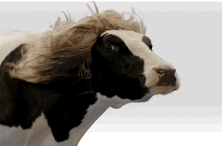 Blonde Girl Cow GIF