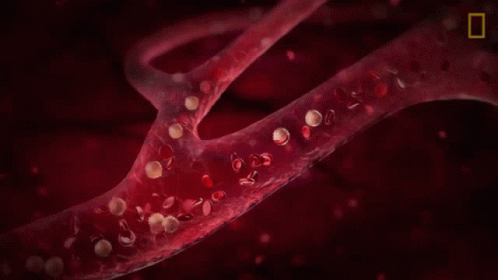 Blood Circulatory System Delivering Nutrients And Oxygen GIF
