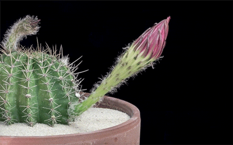 Blooming Cactus Tumblr Flower GIF