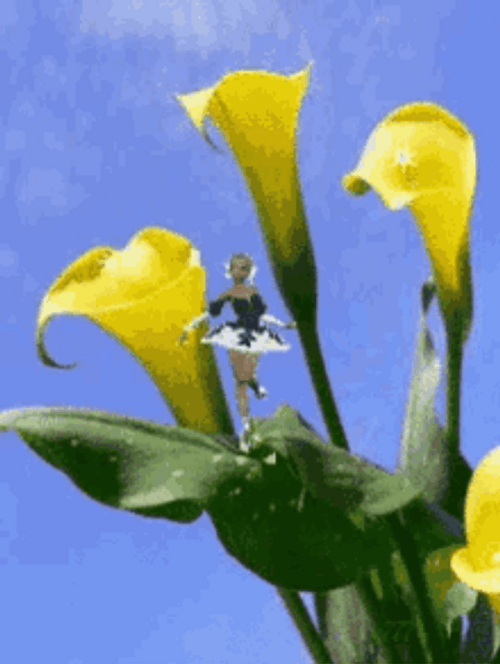 Blooming Calla Lily Flower With Spinning Fairy GIF