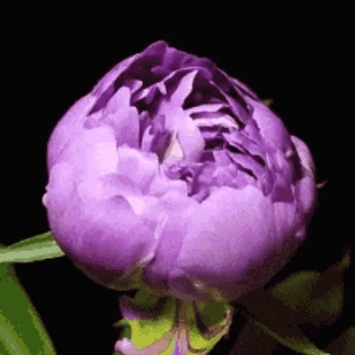 Blooming Chinese Peony Flower GIF