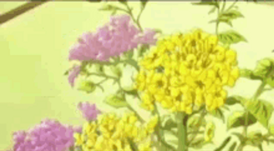 Blooming Everlasting Flower Animation GIF