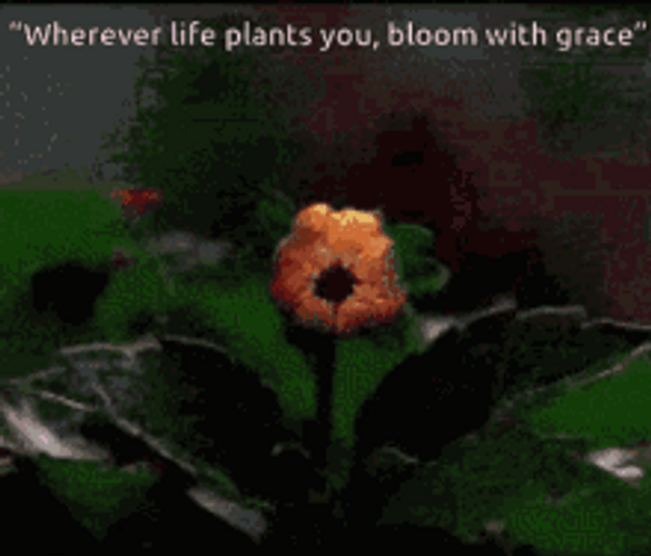Blooming Flower With Saying GIF