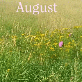 Blooming Flowers Greet Hello August GIF